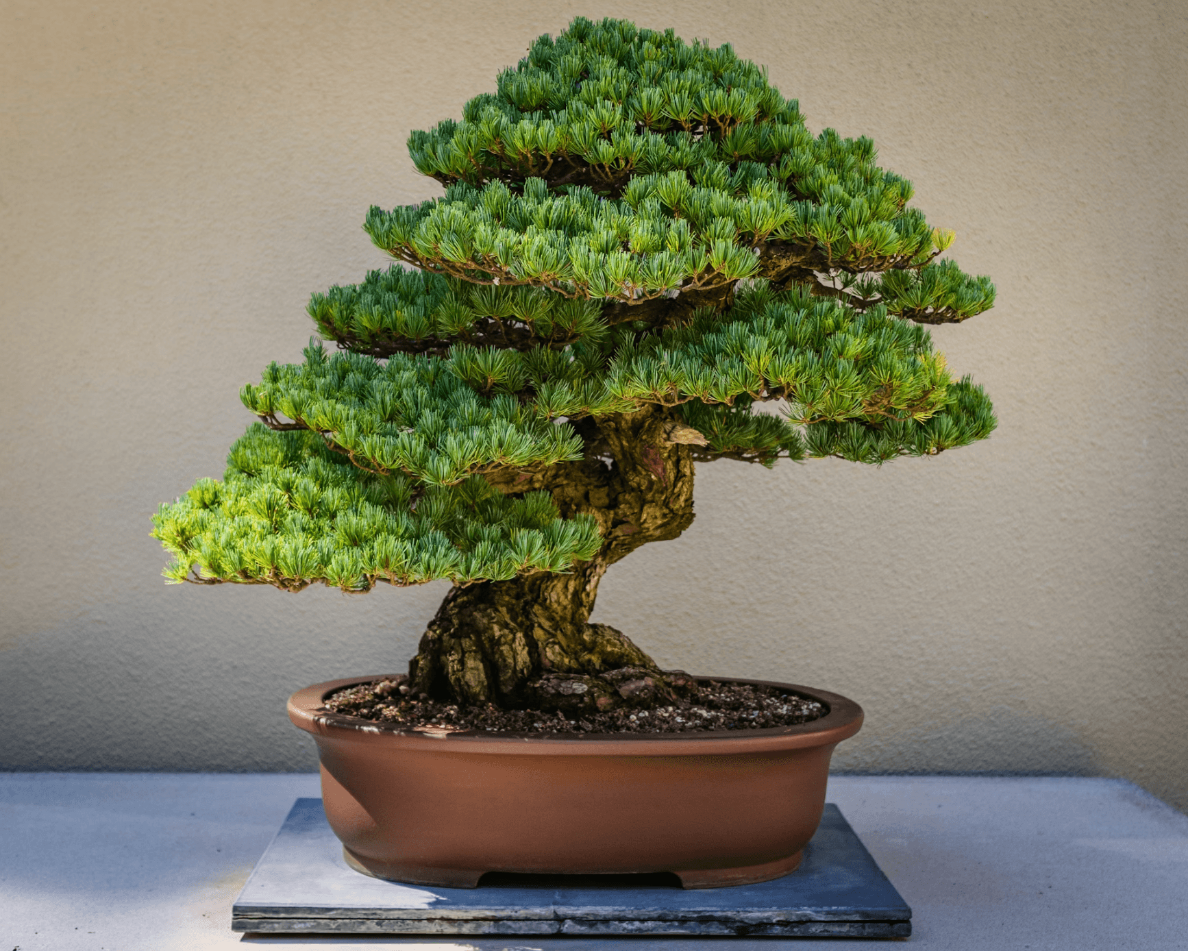 Japanese White Pine