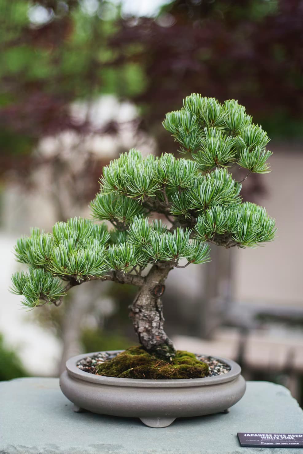 Shimpaku Juniper